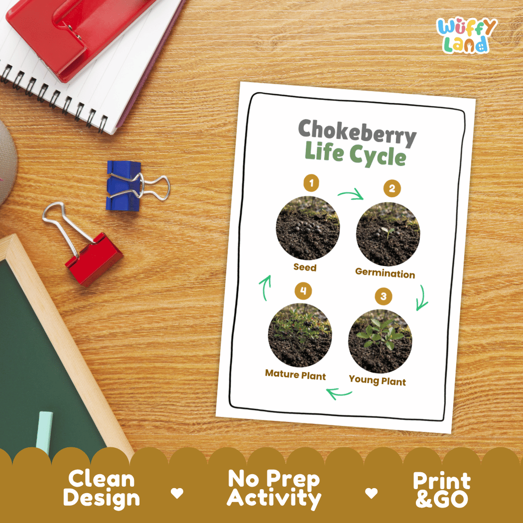 Chokeberry Life Cycle Poster and Cut and Paste Worksheet Activity