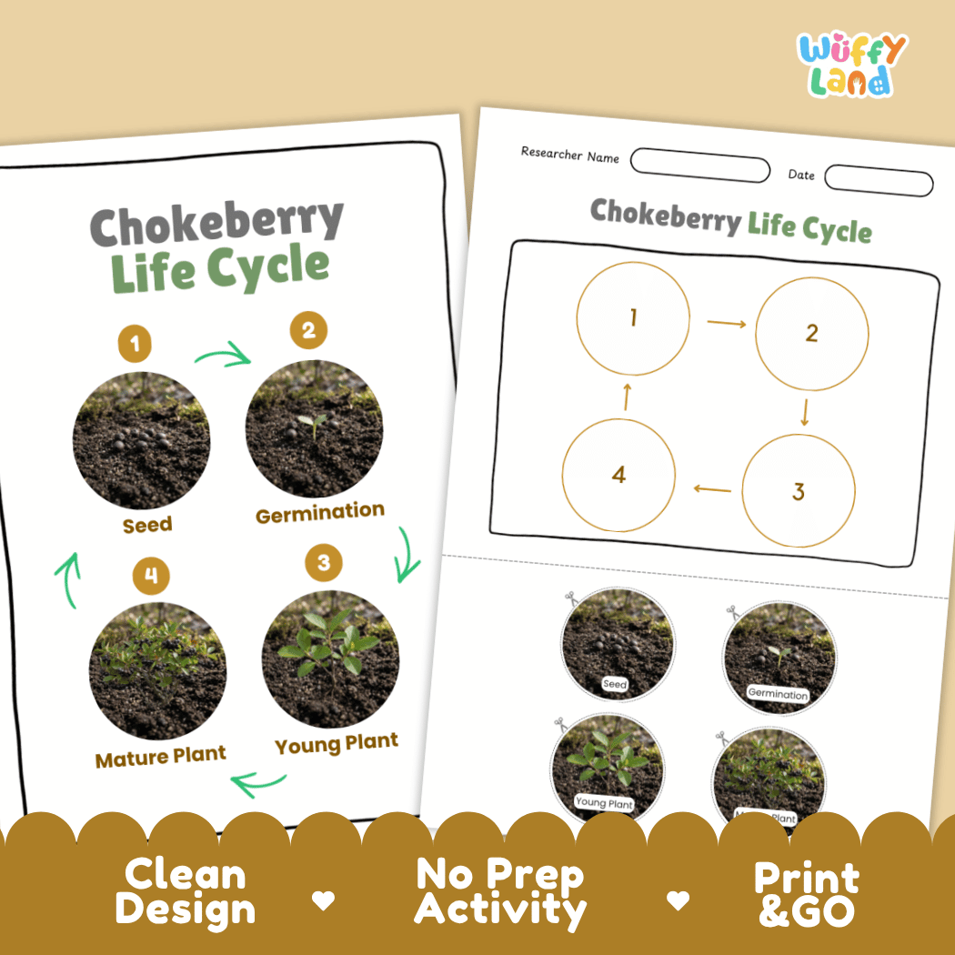 Chokeberry Life Cycle Poster and Cut and Paste Worksheet Activity