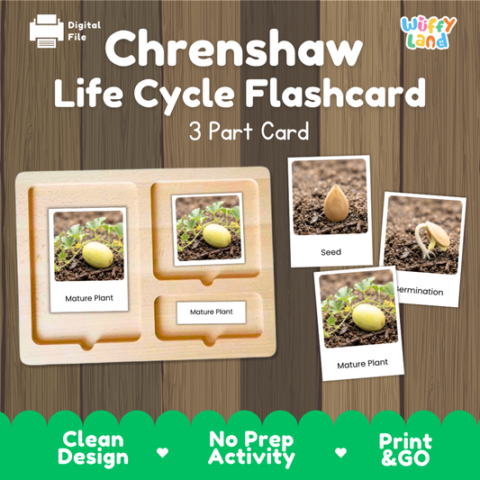Digital preview of a 'Chrenshaw Life Cycle Flashcard' set by Wiffy Land, showing a 3-part wooden card tray with photos of plant stages and three separate photo cards labeled Seed, Termination, and Mature Plant, on a wood-grain background.