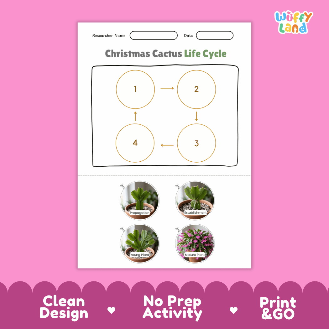 Christmas Cactus Life Cycle Poster and Cut and Paste Worksheet Activity