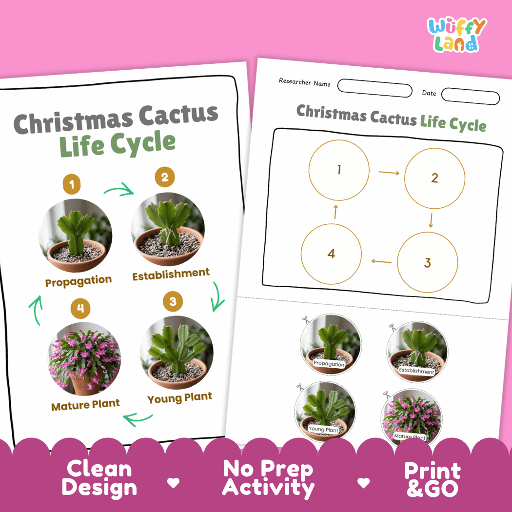Christmas Cactus Life Cycle Poster and Cut and Paste Worksheet Activity