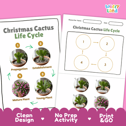 Christmas Cactus Life Cycle Poster and Cut and Paste Worksheet Activity