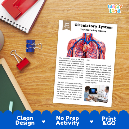 Student reading comprehension worksheet with short-answer questions and lined sections about the human circulatory system