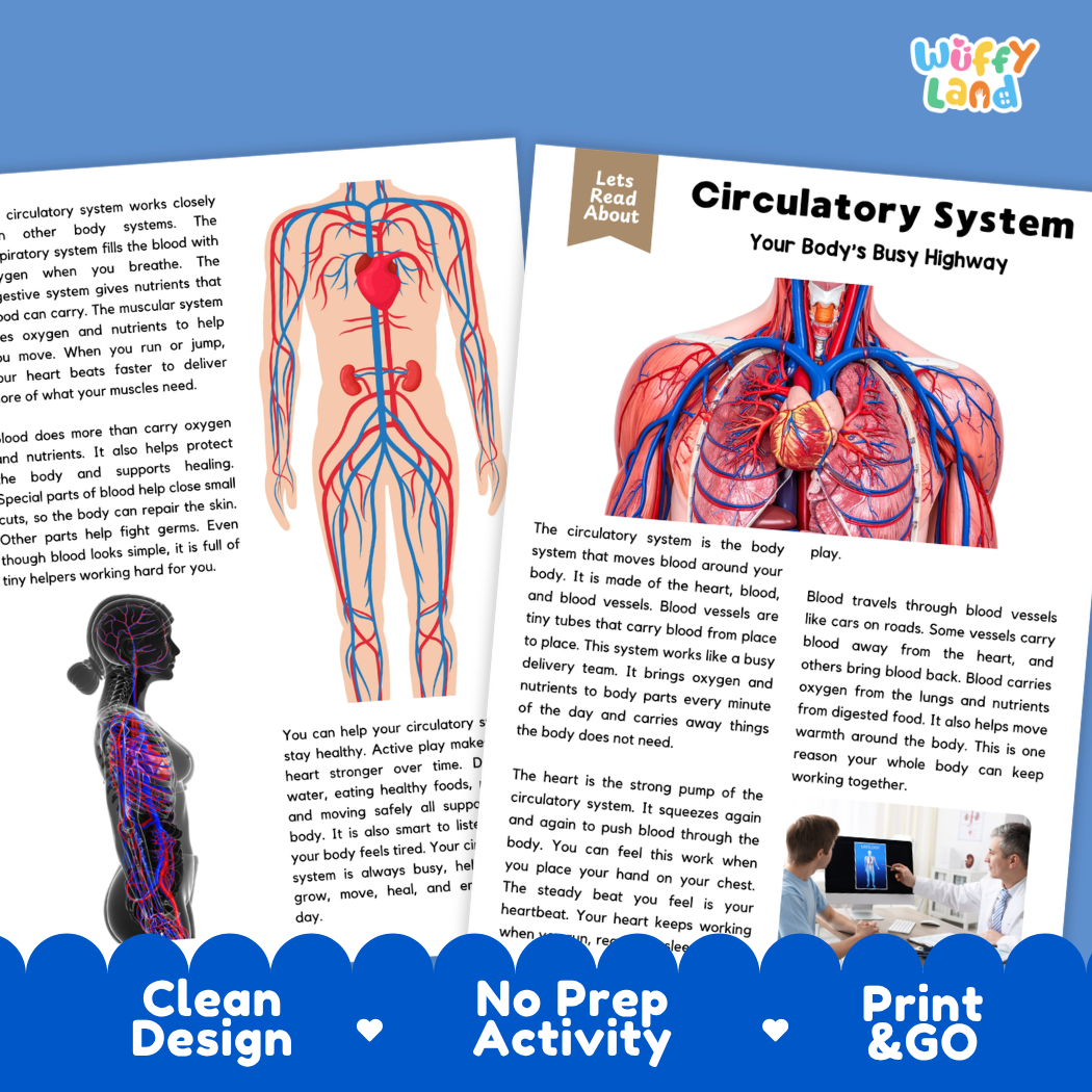 Teacher answer key page showing complete question solutions for Circulatory System human body reading comprehension practice