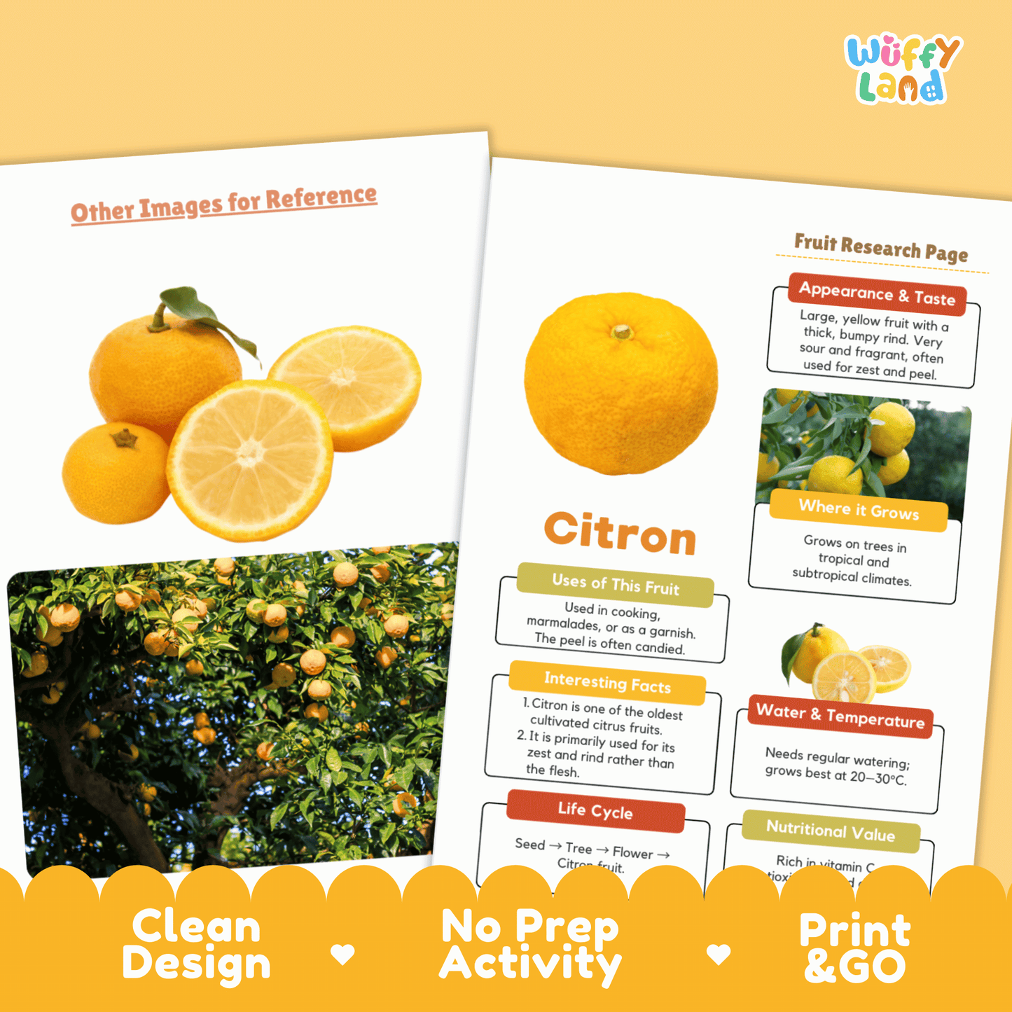 Citron Fruit Research Page Worksheet Activity | Science Healthy Eating Citrus