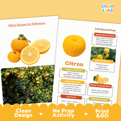 Citron Fruit Research Page Worksheet Activity | Science Healthy Eating Citrus
