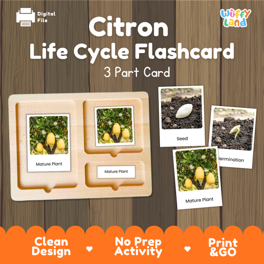 Montessori three-part cards featuring real photographs of citron tree growth stages including mature plant, young plant, and germination 🗂️🏷️