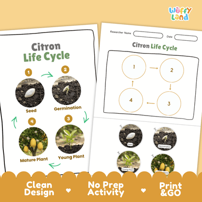 Citron Life Cycle Poster and Cut and Paste Worksheet Activity