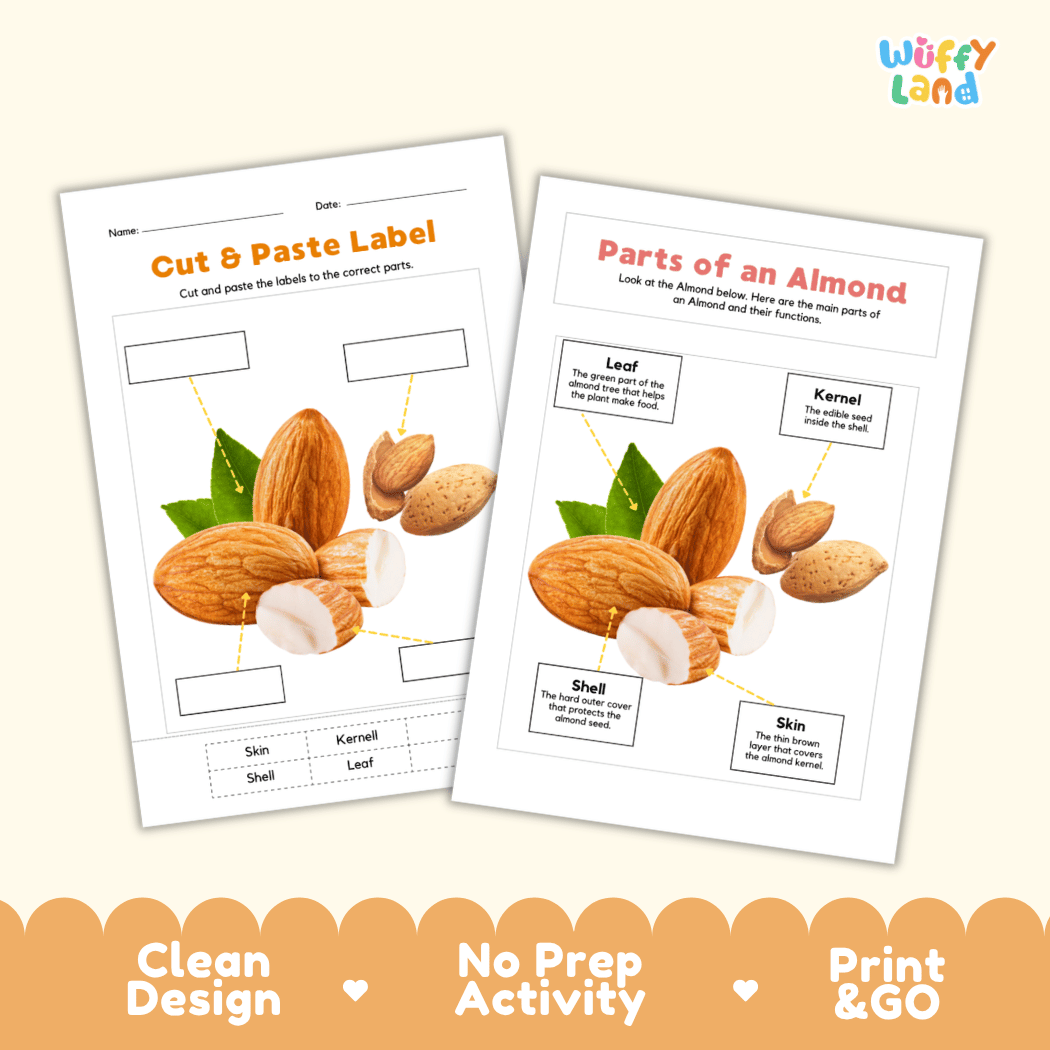 Printable almond science activity worksheets highlighting clean design, no prep activity, and print and go badges