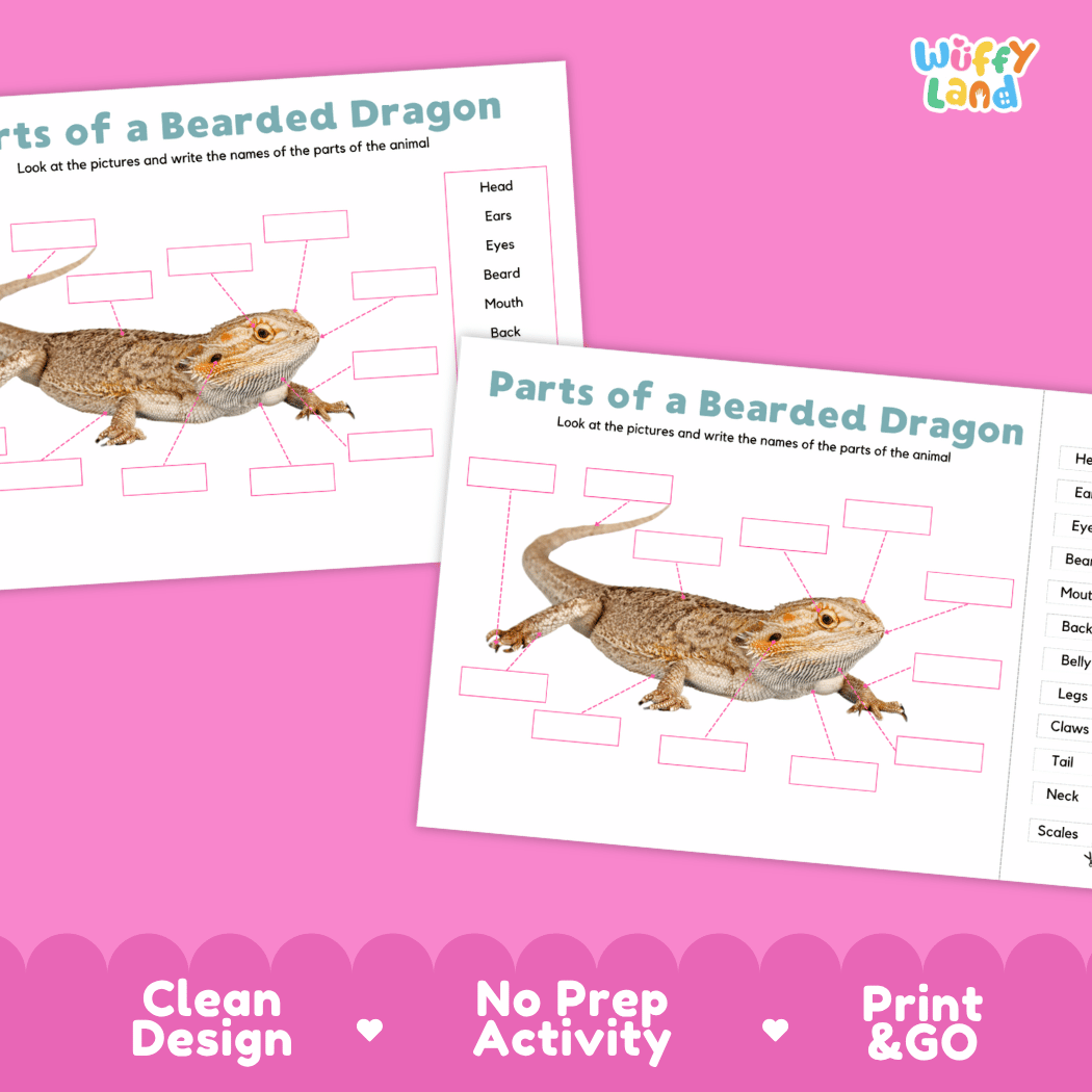 Printable bearded dragon science activity worksheets highlighting clean design, no prep activity, and print and go badges
