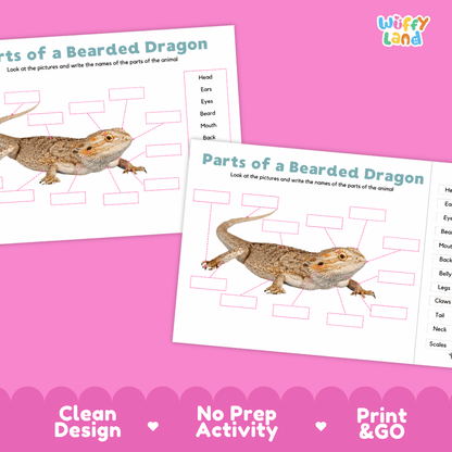 Printable bearded dragon science activity worksheets highlighting clean design, no prep activity, and print and go badges