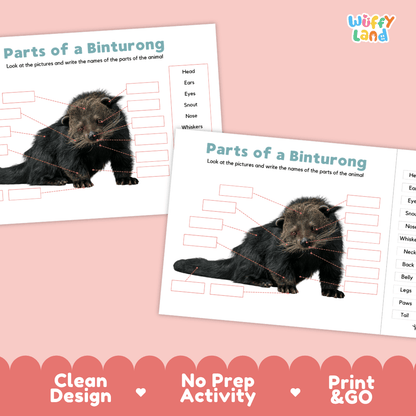 Printable binturong science activity worksheets highlighting clean design, no prep activity, and print and go badges