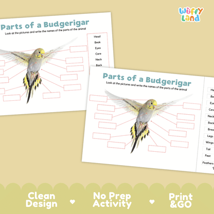 Printable budgerigar science activity worksheets highlighting clean design, no prep activity, and print and go badges