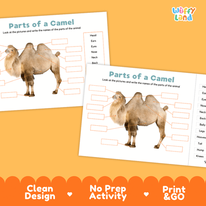 Printable camel science activity worksheets highlighting clean design, no prep activity, and print and go badges