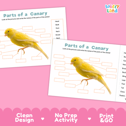 Printable canary science activity worksheets highlighting clean design, no prep activity, and print and go badges