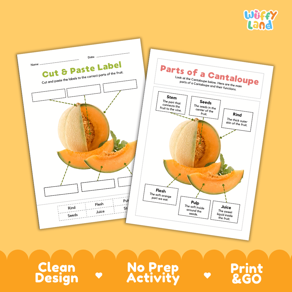 Printable cantaloupe science activity worksheets highlighting clean design, no prep activity, and print and go badges