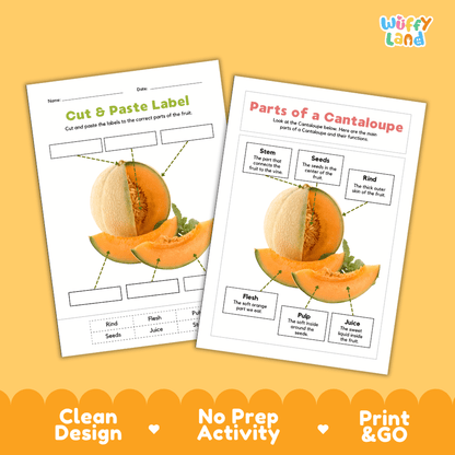 Printable cantaloupe science activity worksheets highlighting clean design, no prep activity, and print and go badges