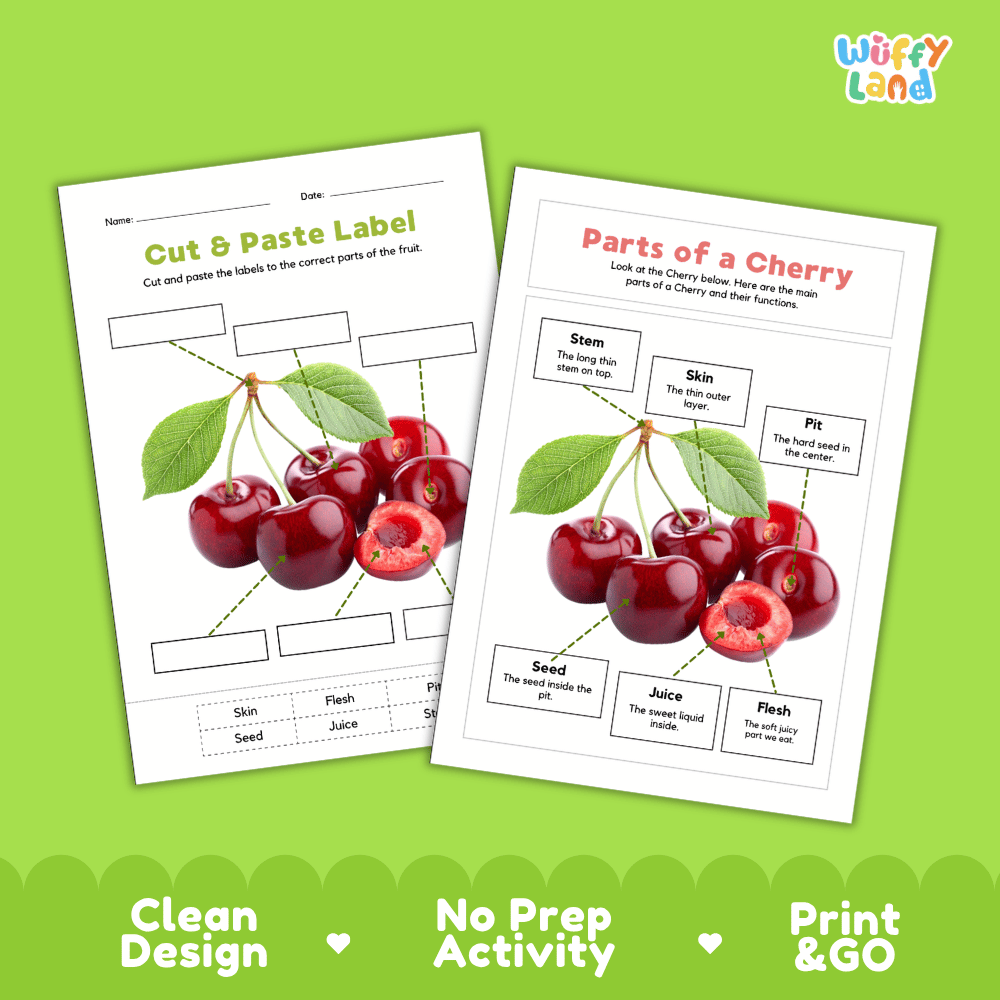 Printable cherry science activity worksheets highlighting clean design, no prep activity, and print and go badges