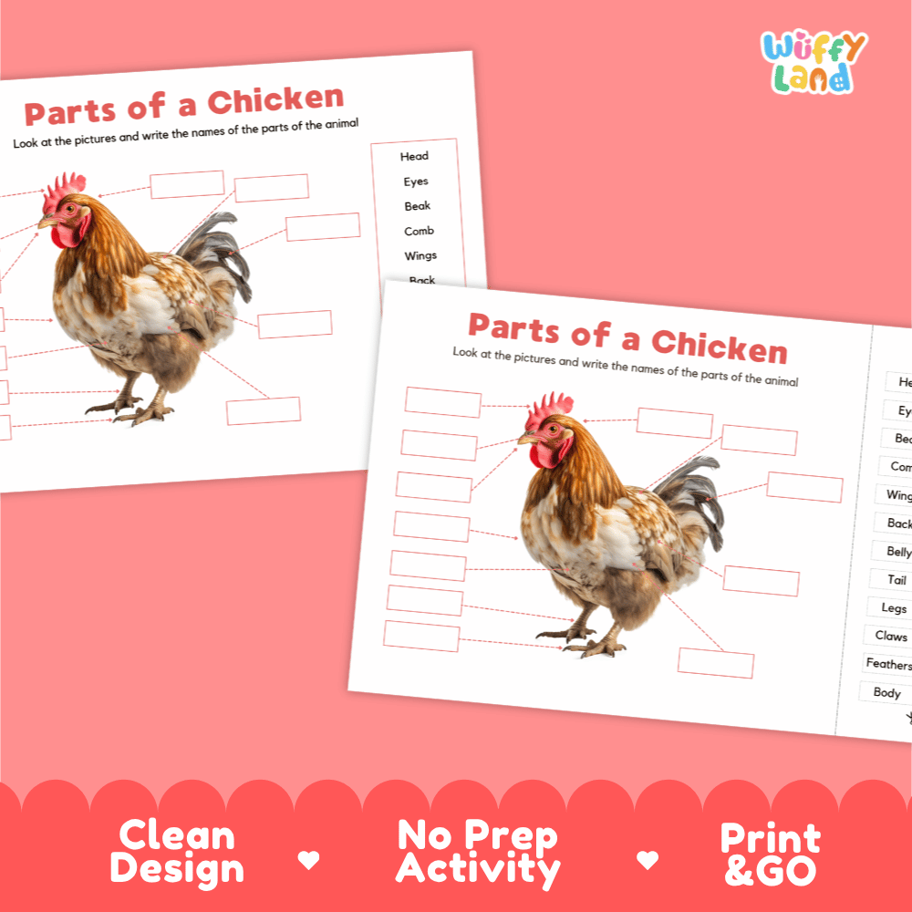 Printable chicken science activity worksheets highlighting clean design, no prep activity, and print and go badges