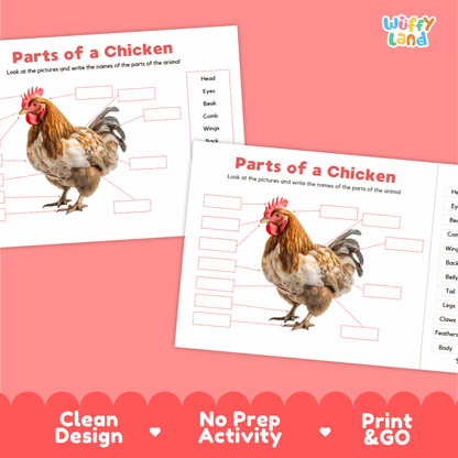 Printable chicken science activity worksheets highlighting clean design, no prep activity, and print and go badges