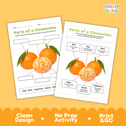 Printable clementine science activity worksheets highlighting clean design, no prep activity, and print and go badges