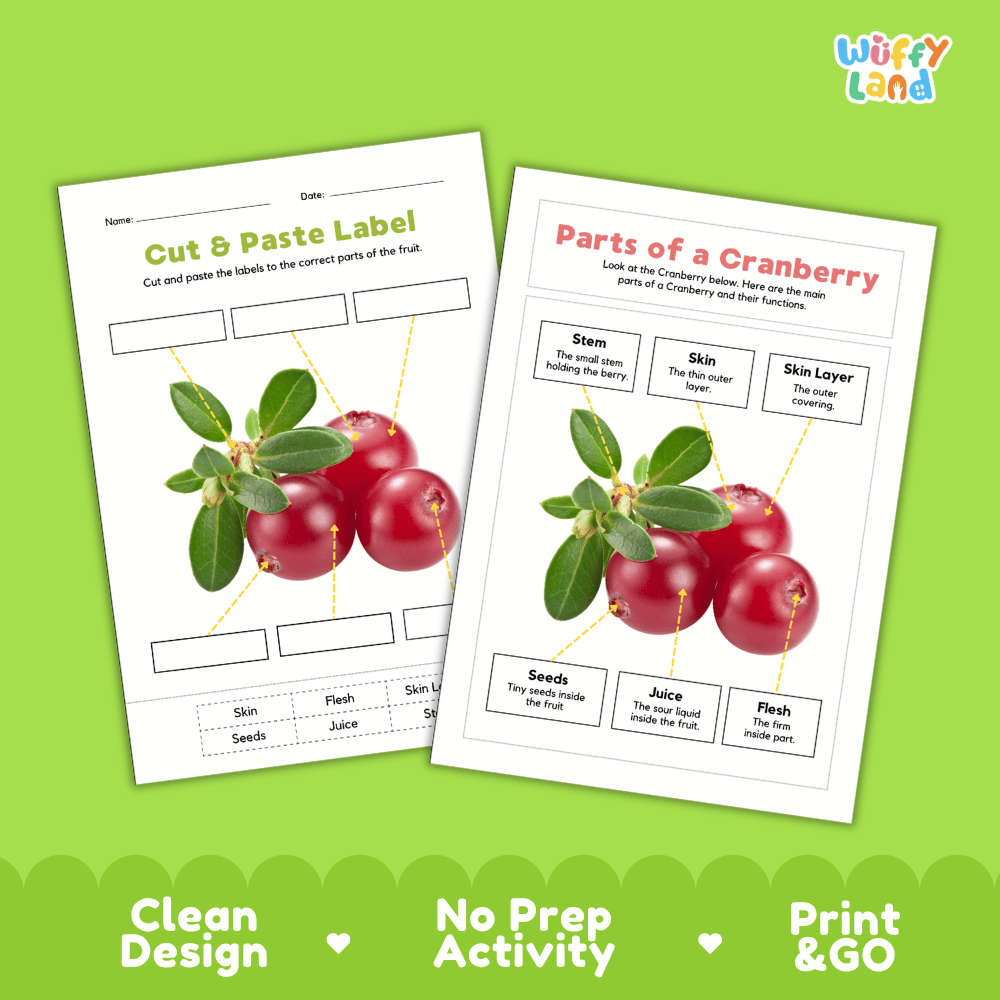 Printable cranberry science activity worksheets highlighting clean design, no prep activity, and print and go badges