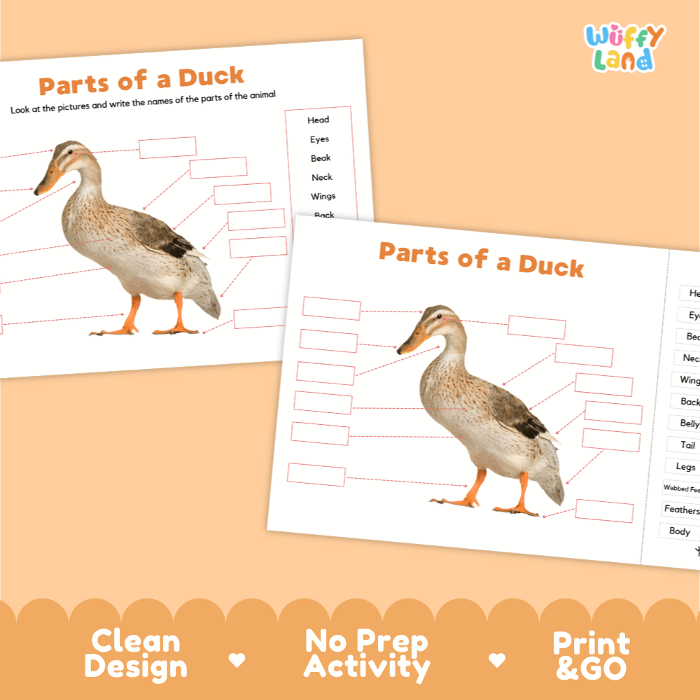 Printable duck science activity worksheets highlighting clean design, no prep activity, and print and go badges