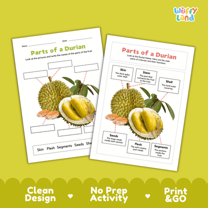 Printable durian science activity worksheets highlighting clean design, no prep activity, and print and go badges