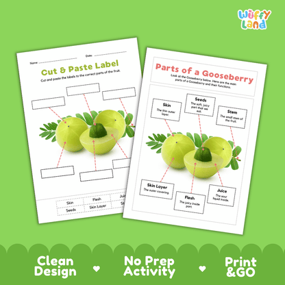 Printable gooseberry science activity worksheets highlighting clean design, no prep activity, and print and go badges