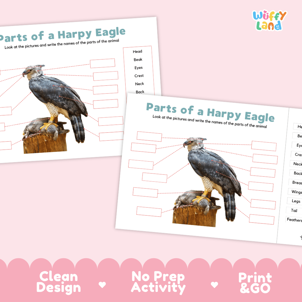Printable harpy eagle science activity worksheets highlighting clean design, no prep activity, and print and go badges