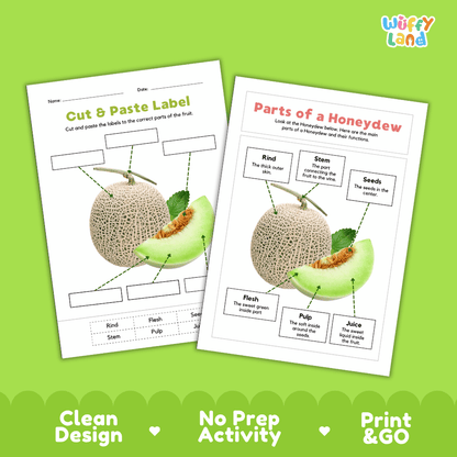 Printable honeydew science activity worksheets highlighting clean design, no prep activity, and print and go badges