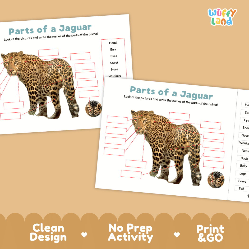 Printable jaguar science activity worksheets highlighting clean design, no prep activity, and print and go badges