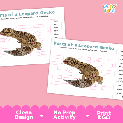 Printable leopard gecko science activity worksheets highlighting clean design, no prep activity, and print and go badges