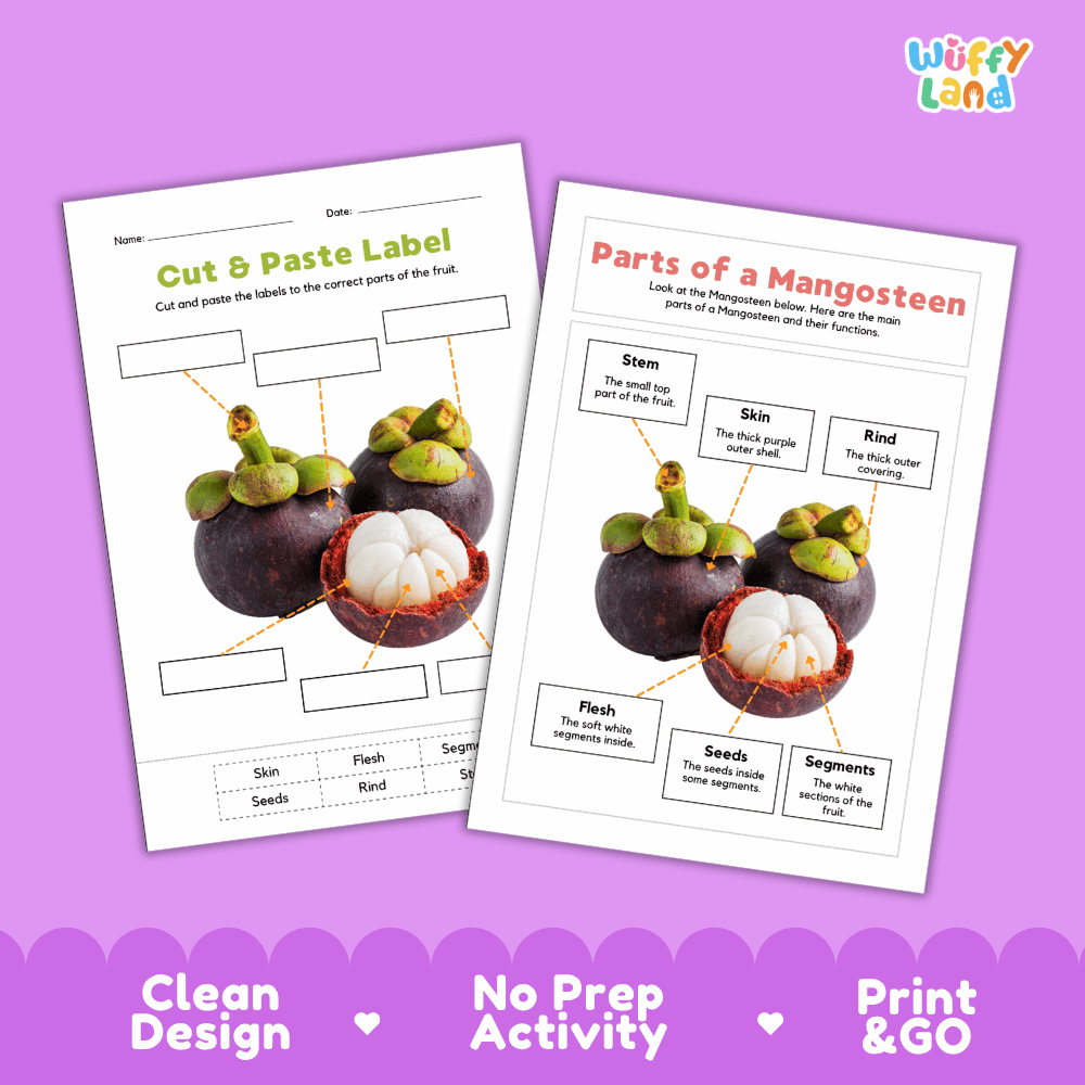 Printable mangosteen science activity worksheets highlighting clean design, no prep activity, and print and go badges