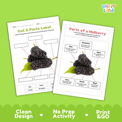 Printable mulberry science activity worksheets highlighting clean design, no prep activity, and print and go badges