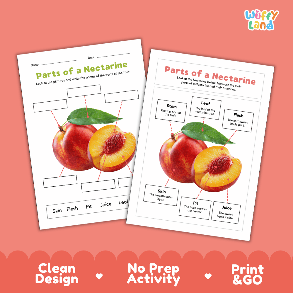 Printable nectarine science activity worksheets highlighting clean design, no prep activity, and print and go badges