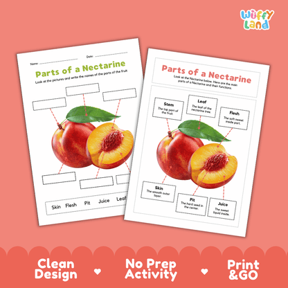 Printable nectarine science activity worksheets highlighting clean design, no prep activity, and print and go badges