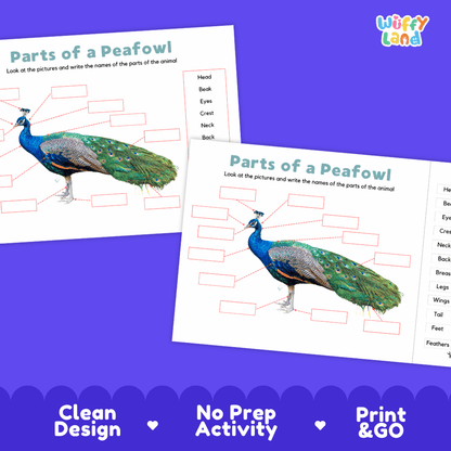 Printable peafowl science activity worksheets highlighting clean design, no prep activity, and print and go badges