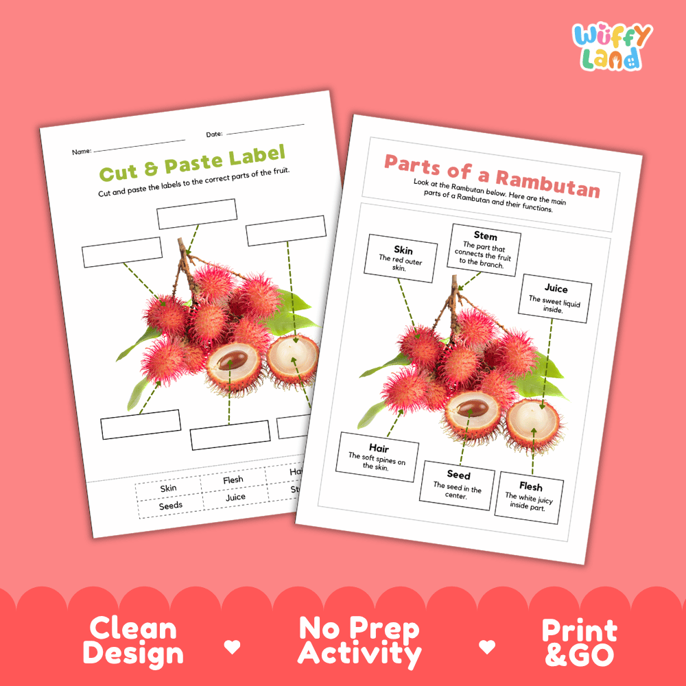 Printable rambutan science activity worksheets highlighting clean design, no prep activity, and print and go badges