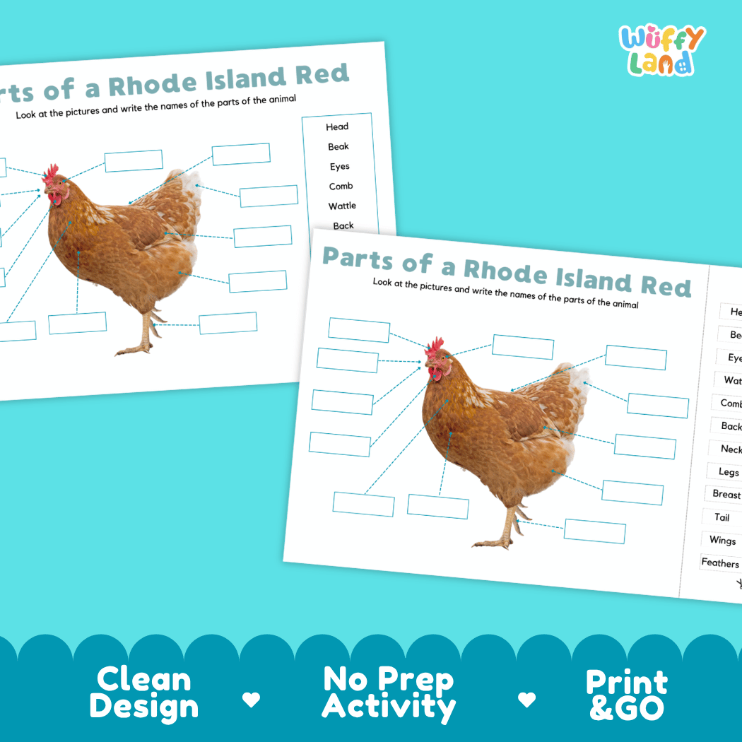 Printable Rhode Island Red chicken science activity worksheets highlighting clean design, no prep activity, and print and go badges