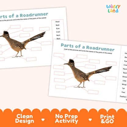Printable roadrunner science activity worksheets highlighting clean design, no prep activity, and print and go badges