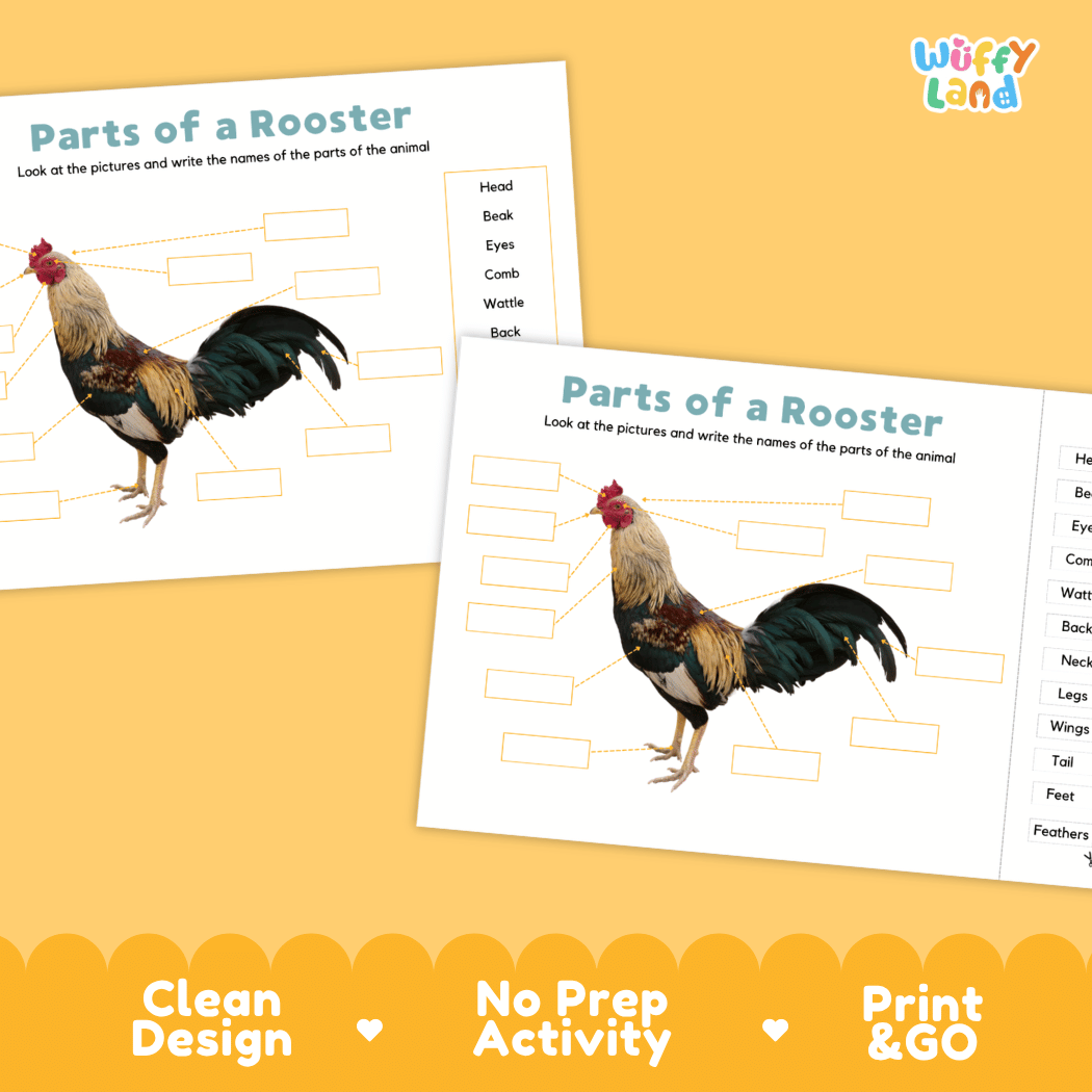 Printable rooster science activity worksheets highlighting clean design, no prep activity, and print and go badges