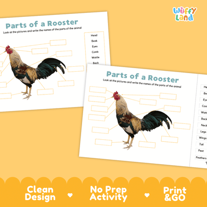 Printable rooster science activity worksheets highlighting clean design, no prep activity, and print and go badges
