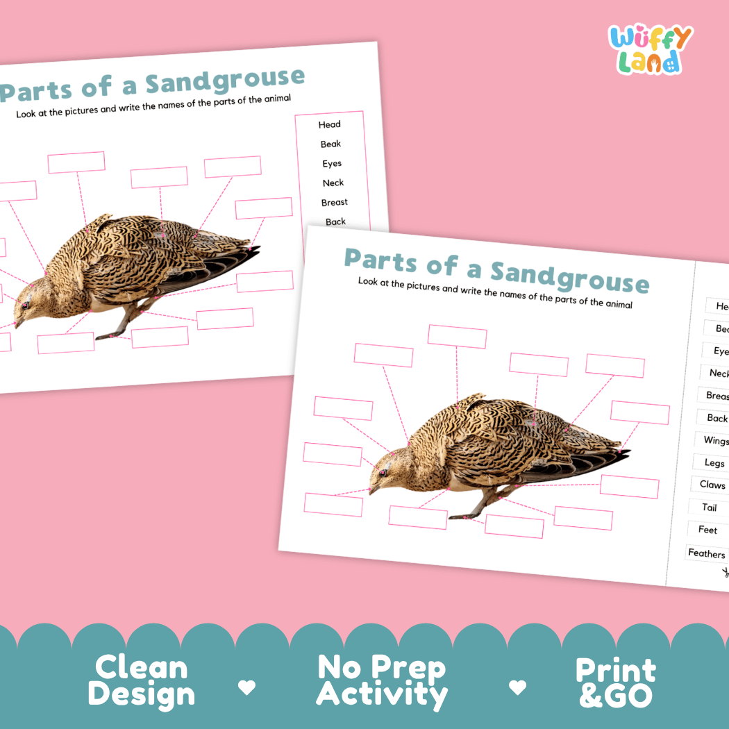 Printable sandgrouse science activity worksheets highlighting clean design, no prep activity, and print and go badges
