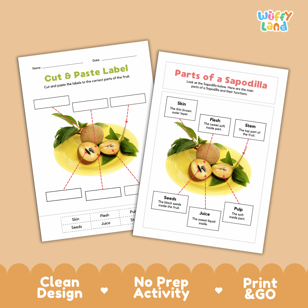 Printable sapodilla science activity worksheets highlighting clean design, no prep activity, and print and go badges