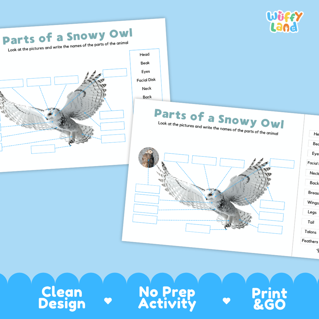 Printable snowy owl science activity worksheets highlighting clean design, no prep activity, and print and go badges
