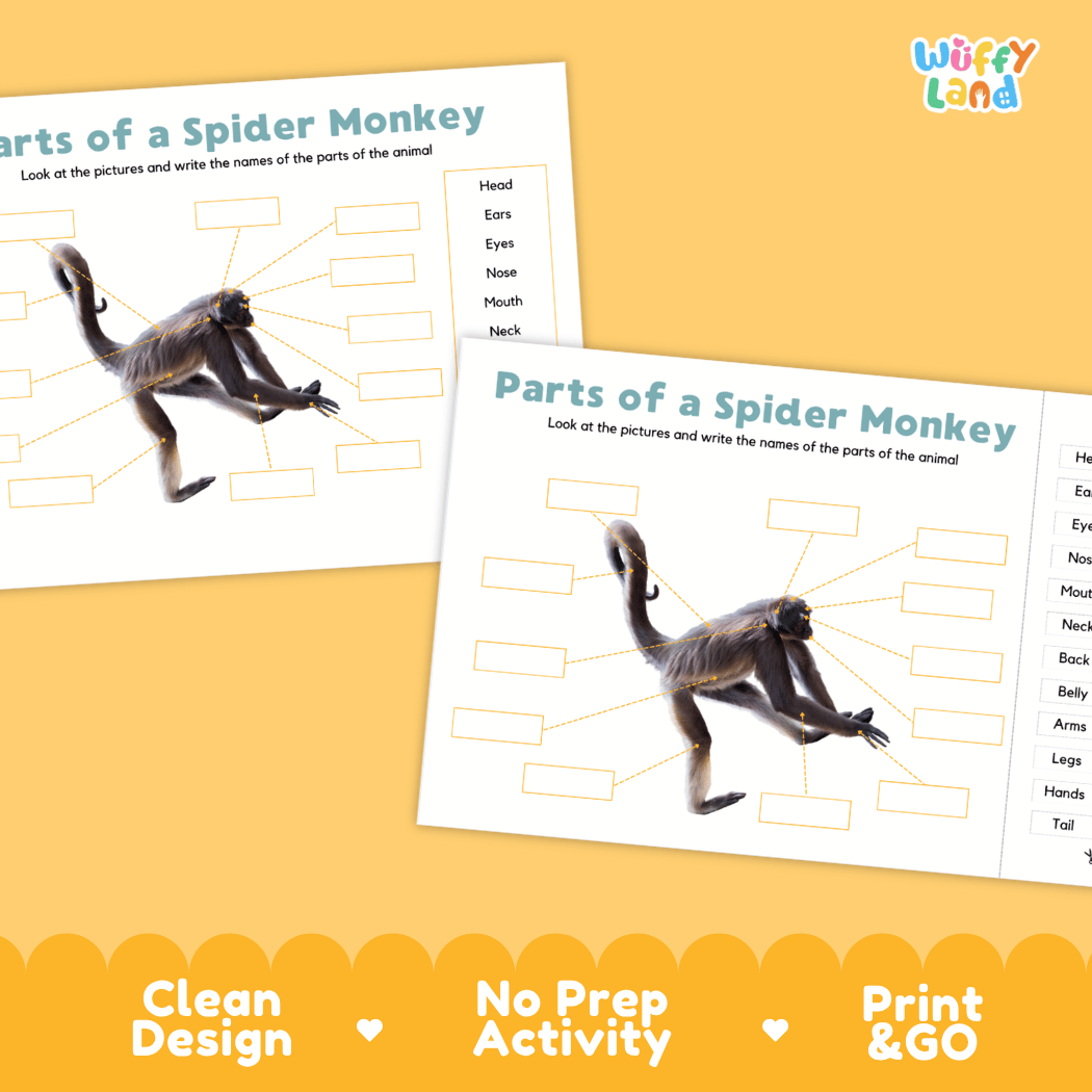Printable spider monkey science activity worksheets highlighting clean design, no prep activity, and print and go badges