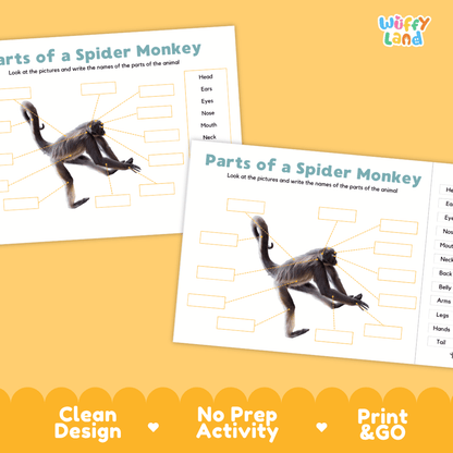 Printable spider monkey science activity worksheets highlighting clean design, no prep activity, and print and go badges