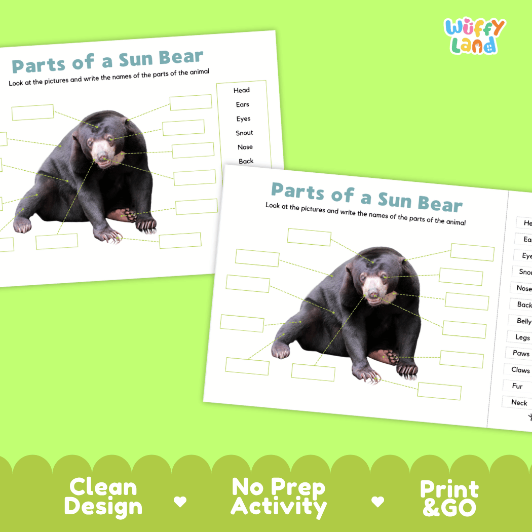 Printable sun bear science activity worksheets highlighting clean design, no prep activity, and print and go badges