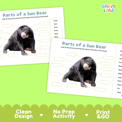 Printable sun bear science activity worksheets highlighting clean design, no prep activity, and print and go badges